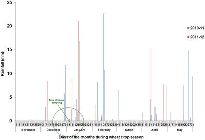 Stress Adaptive Plasticity: Aegilops tauschii and Triticum dicoccoides as Potential Donors of Drought Associated Morpho-Physiological Traits in Wheat